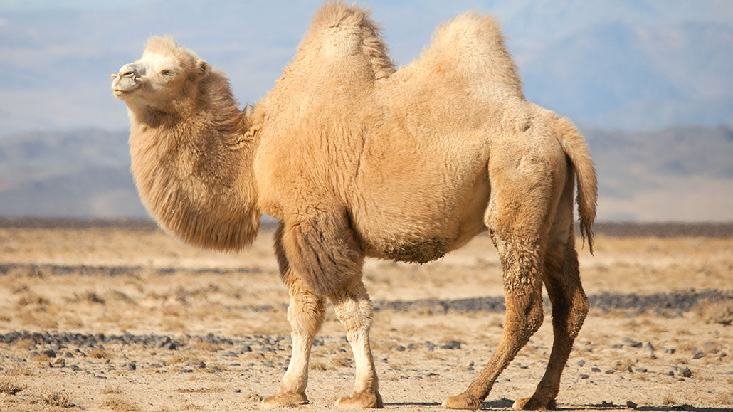 Ending Camel Toe Shame